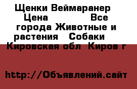 Щенки Веймаранер › Цена ­ 40 000 - Все города Животные и растения » Собаки   . Кировская обл.,Киров г.